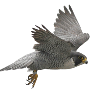 Bird PNG