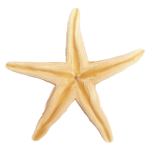 Starfish PNG