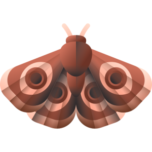 Moth PNG