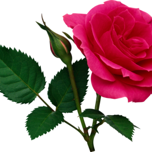 Rose PNG