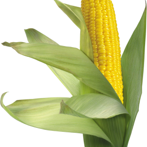 Corn PNG image