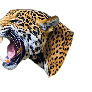 Leopard PNG