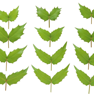 Green leaf PNG