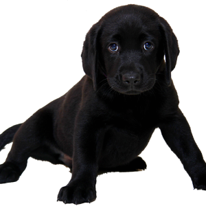 Labrador Retriever PNG