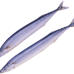 Fish PNG
