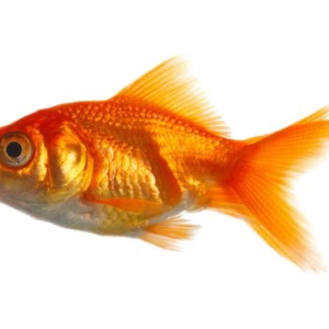 Goldfish PNG