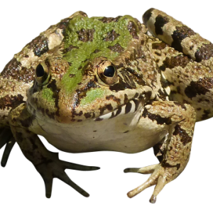 Frog PNG