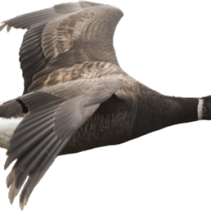 Goose PNG