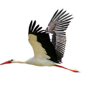 Stork PNG