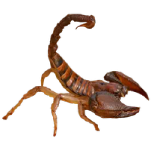 Scorpion PNG