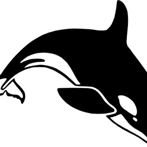 Killer whale PNG