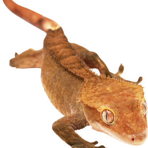Gecko PNG