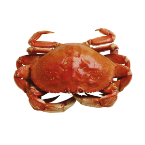 Crab PNG