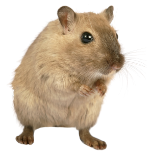mouse, rat PNG image