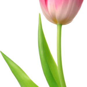 Tulip PNG image