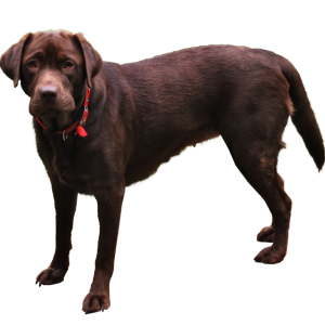 Labrador Retriever PNG
