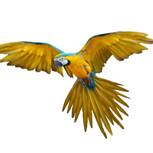 Flying parrot PNG images, free download