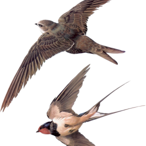 Swallows PNG