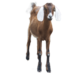 Goat PNG