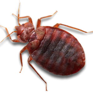 Bed bug PNG