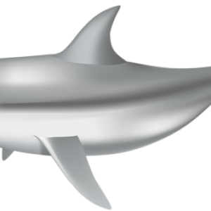 Dolphin PNG
