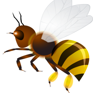 Wasp PNG