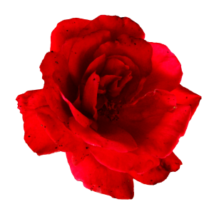 Rose PNG