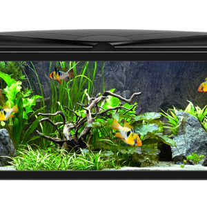 Aquarium PNG