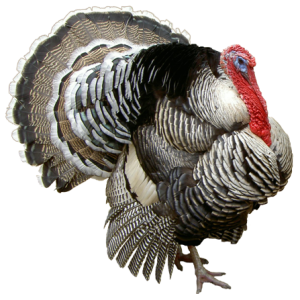 Turkey bird PNG