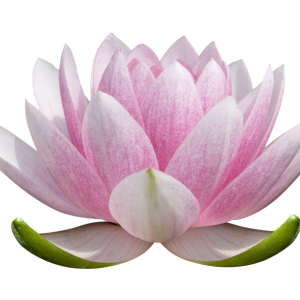 Lotus flower PNG
