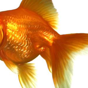 Goldfish PNG