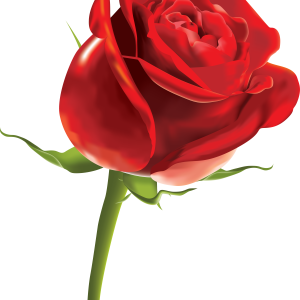 Rose PNG