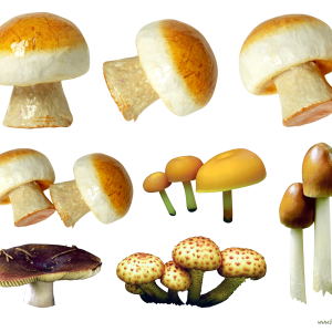 Mushroom PNG image