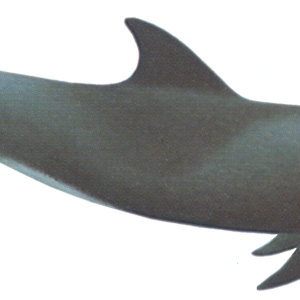 Whale PNG