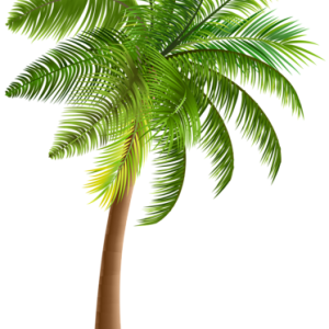 Palm tree PNG