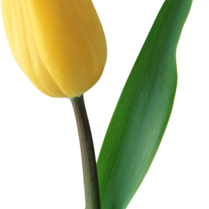 Yellow tulip PNG image