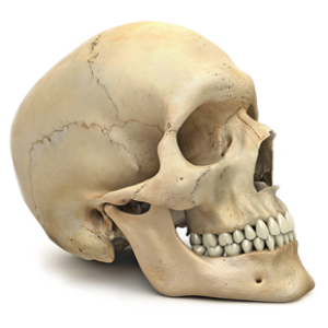 Skull PNG image