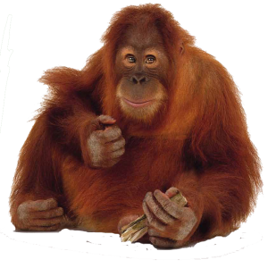 Orangutan PNG