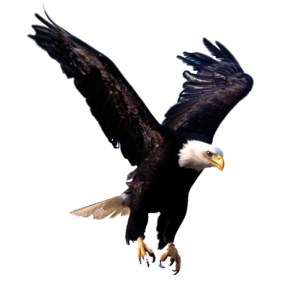 Eagle PNG image, free download