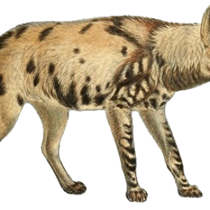 Hyena PNG