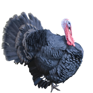 Turkey bird PNG