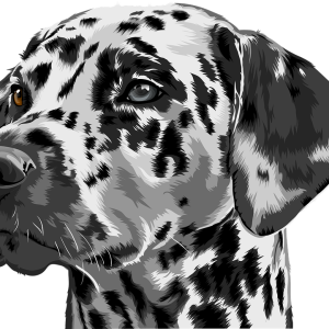 Dalmatian PNG