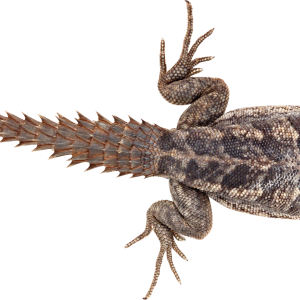 Lizard PNG