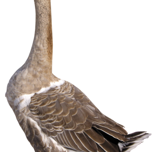 Goose PNG image