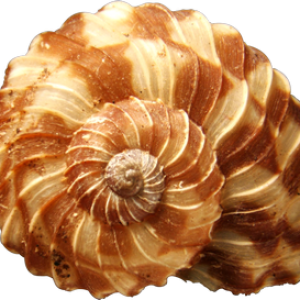 Conch PNG
