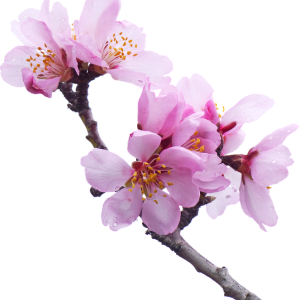 Sakura PNG