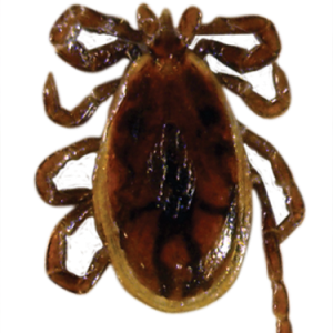 Tick insect PNG