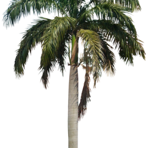 Palm tree PNG