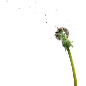Dandelion PNG