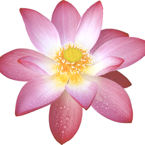 Lotus flower PNG